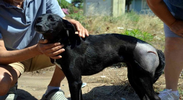 Uyuyan köpeği ezdi, arkasına bile bakmadı