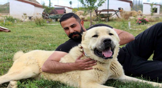 Uzman Kangal yetiştiricisi Taşdelen; Kangal köpeği Sivasta tanıtılmalı