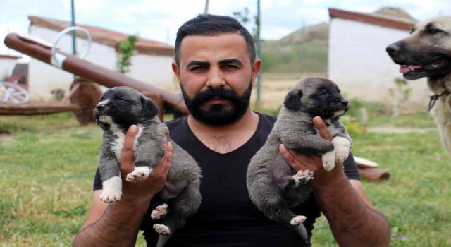 Uzman Kangal Yetiştiricisi uyardı: “Yavru Kangal alırken dikkat”