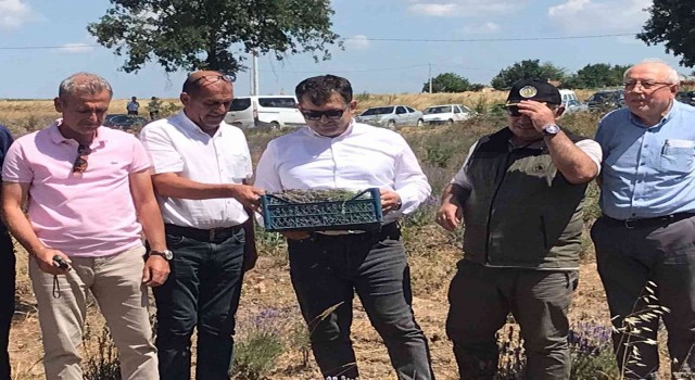 Uzunköprüde ilk lavanta hasadı yapıldı