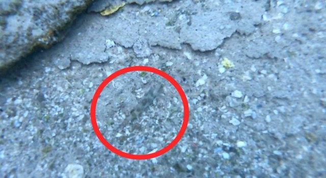 Van Gölünde keşfedilen yeni balık türü rengiyle ezber bozdu
