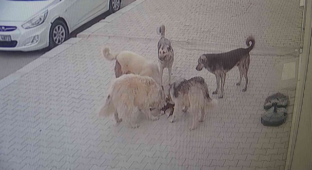 Vanda 5 köpek kediyi parçalayarak öldürdü