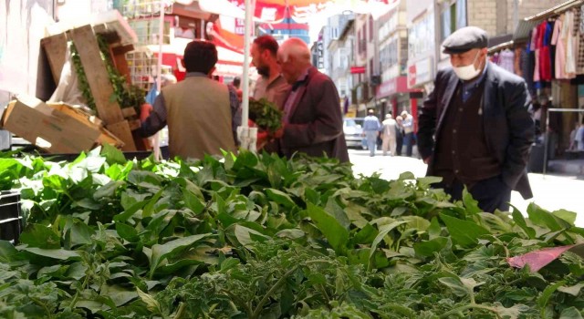 Vanda sebze fideleri yoğun talep görüyor