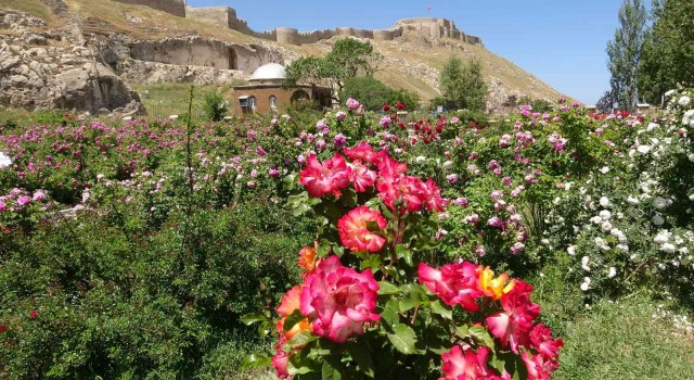 Vanın tarih kokan gül bahçesinde renk cümbüşü