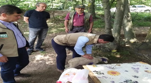 Yalovada vahşi hayvanlar 17 küçükbaş hayvanı telef etti