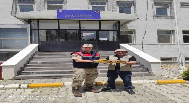 Yaralı halde bulunan Kerkeneze jandarma sahip çıktı
