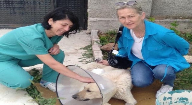 Yaralı köpek sağlığına Tepebaşında kavuşuyor