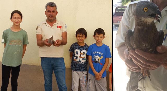 Yaralı yavru baykuş ve bayağı arı şahini Osmaniye'de tedavi altına alındı