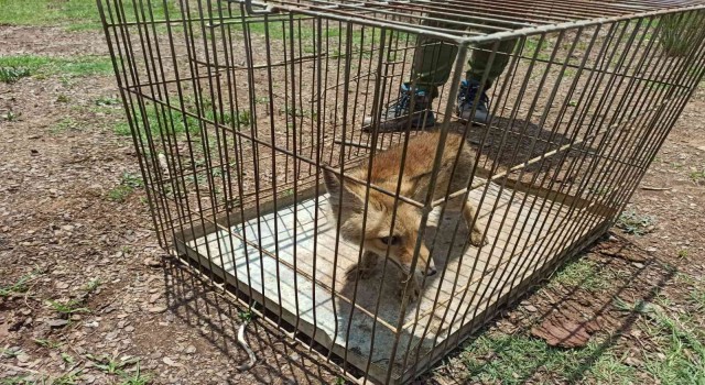 Yaralı yavru tilki, tedavisinin ardından doğaya salındı
