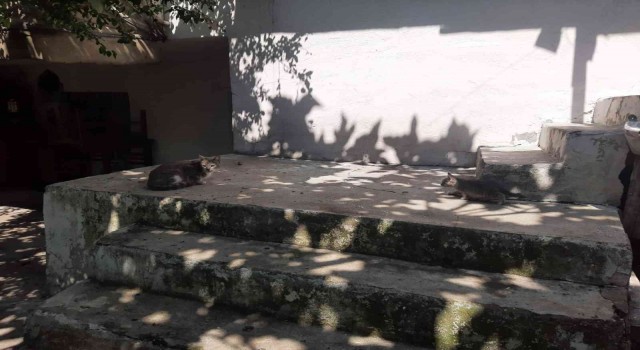Yavru kedi 1 gün mahsur kaldığı iki duvar arasından kurtarıldı