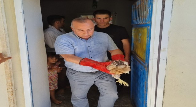 Yavru şahin ve yaralı leylek tedavi altına alındı