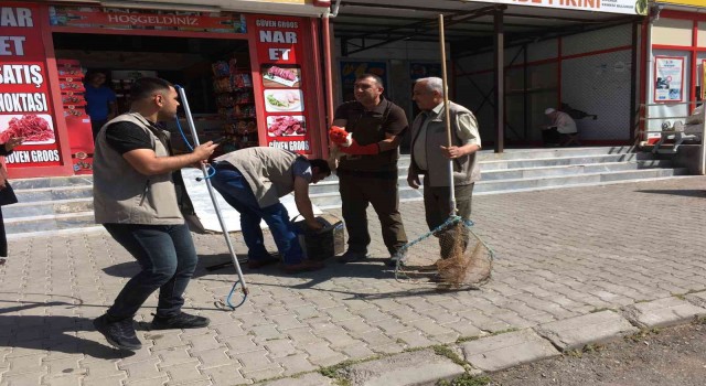 Yavru tilkiler tedavilerinin ardından doğaya salındı