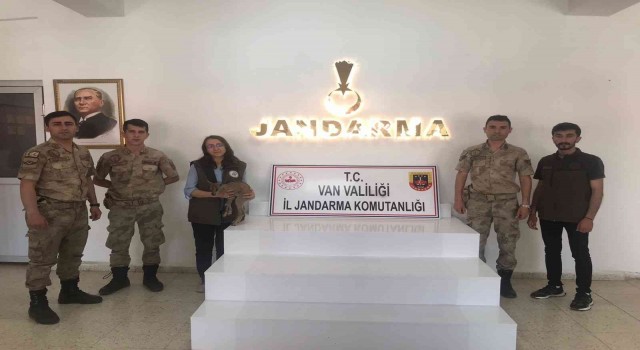 Yavru yaban keçisi emin ellerde