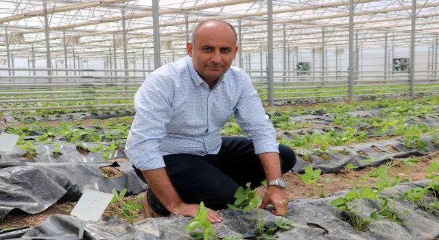 Yetişmez denen Sivasta 4 mevsim çilek yetiştirmeyi başardılar