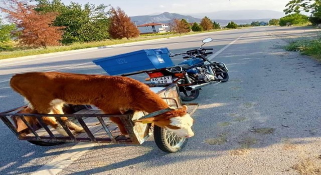 Yolda bulduğu buzağı motosikletin sepetine atıp karakola götürdü