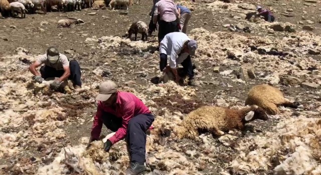 Yüksekovada imece usulü koyun kırkma