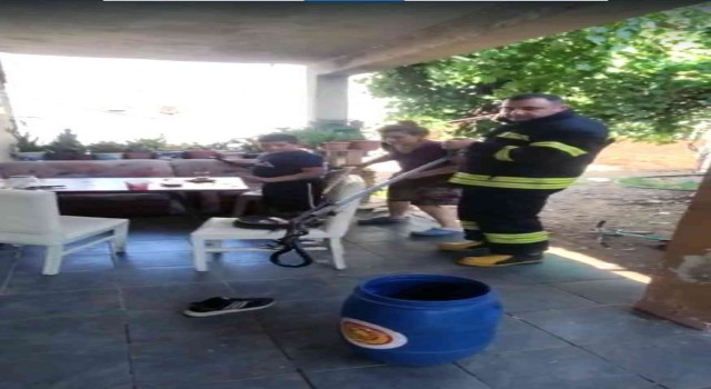 Zehirli engerek yılanı doğaya salındı
