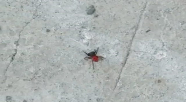 Zehirli uğur böceği örümceği bu kez de Bozüyükte görüldü