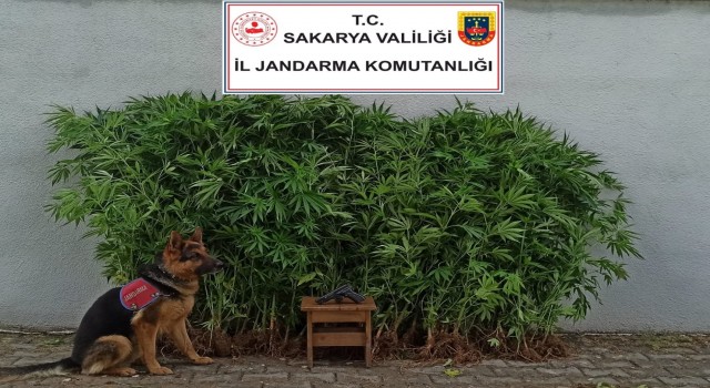 Zeytin bahçesine ekilen kenevirleri dron tespit etti, şüpheliyi jandarma ekipleri yakaladı