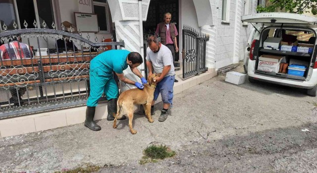Zonguldakda köpekler artık mikroçipli
