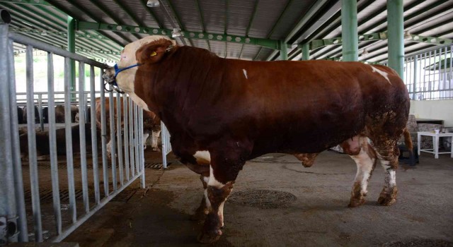 1 ton 100 kiloyla pazarın gözdesi olan Paşa, 60 bin TLye satıldı