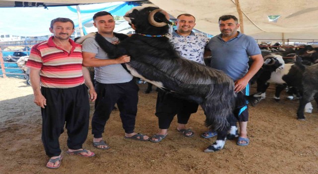 187 kiloluk Paşa kurban pazarının gözdesi oldu