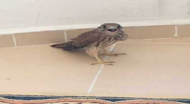 Aç ve bitkin düşen atmaca beslendikten sonra doğaya bırakıldı