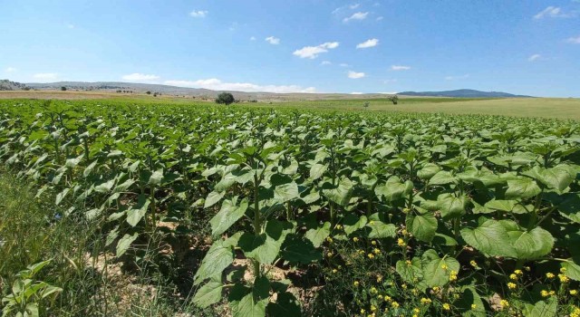 Afyonkarahisarda ayçiçeklerde yüksek verim bekleniyor