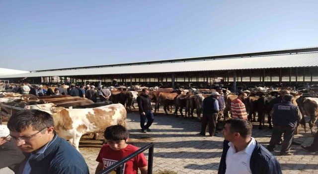 Afyonkarahisarda kurbanlıklar görücüye çıktı