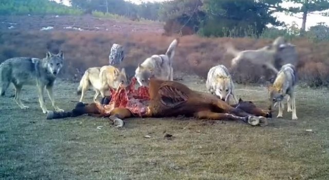 Afyonkarahisarda vahşi yaşam fotokapanlara yansıdı