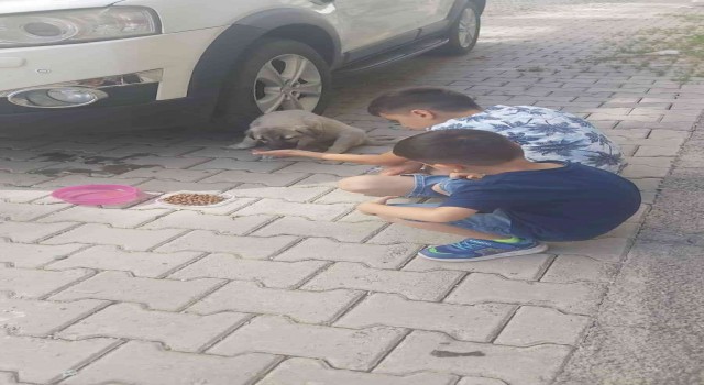 Ağrıda çocuklar aracın çarptığı yavru köpeği tedavi ederek sahiplendi