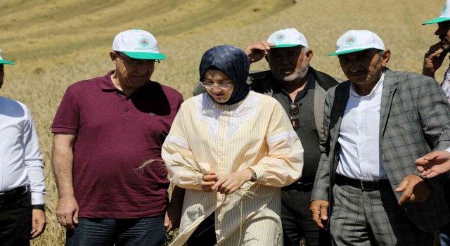 Akyurtta hasat zamanı
