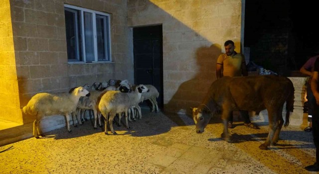 Almanyada yaşayan Mardinli vatandaş Cumhurbaşkanı Erdoğan için 11 kurban kestirdi