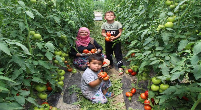 Amasyada domates hasadı başladı