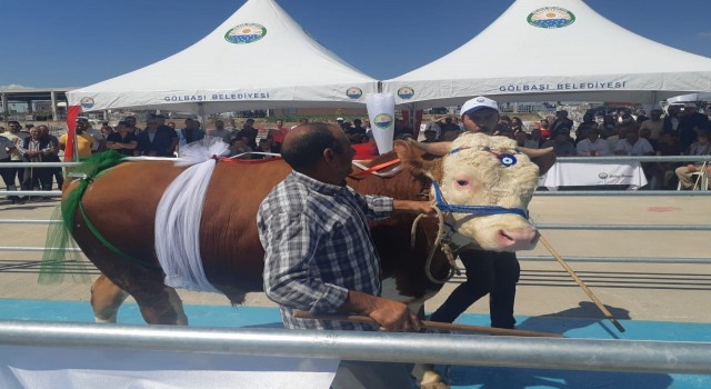 Ankarada kurbanlıklar yarıştı, birinciye yarım altın verildi