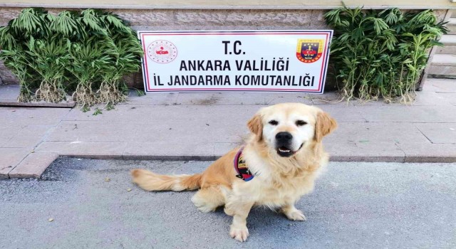 Ankarada uyuşturucu operasyonu: 2 gözaltı