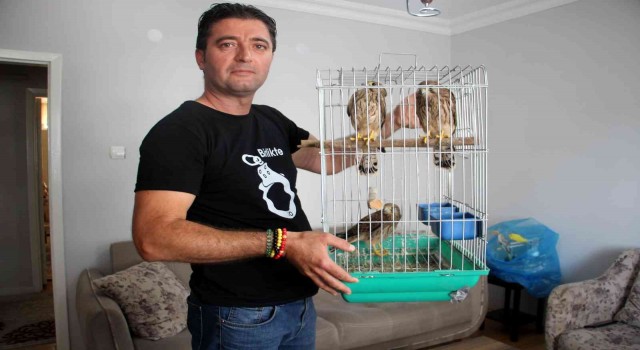 Anne atmacanın yuvadan attığı yavrulara anne oldu