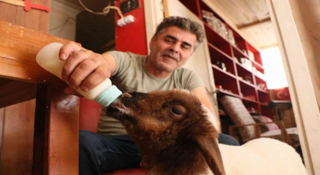 Annesi ölen kuzuyu bebeği gibi besliyor