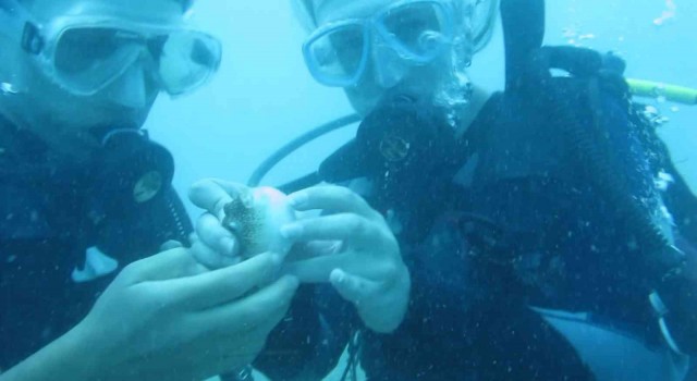 Antalyada deniz suyu sıcaklığı arttı, balon balıklarının ‘şirinler sürüsü kıyıyı işgal etti