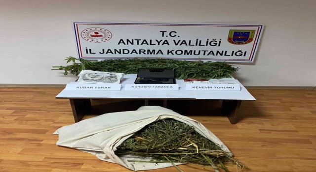 Antalyada evinin bahçesindeki serada kenevir yetiştiren şahıs yakalandı