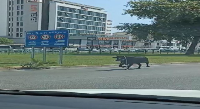 Antalyada firari kurbanlıklar bayramı beklemedi
