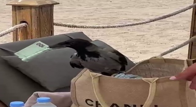 Antalyada karganın çantadan euro hırsızlığı gülümsetti