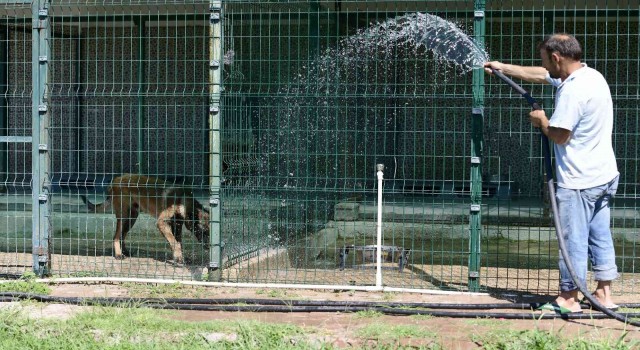 Antalyada kavurucu sıcaklarda sokak hayvanları için VIP hizmet