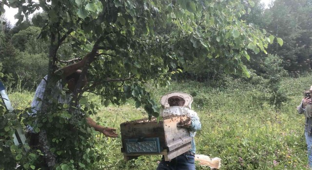 Artvinde yavru arı bereketi