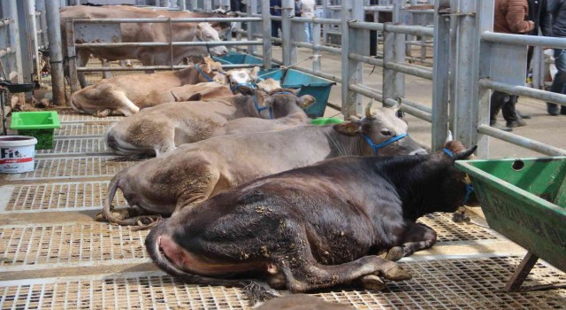 Avrupanın en büyük canlı hayvan pazarında kurban hareketliliği başladı