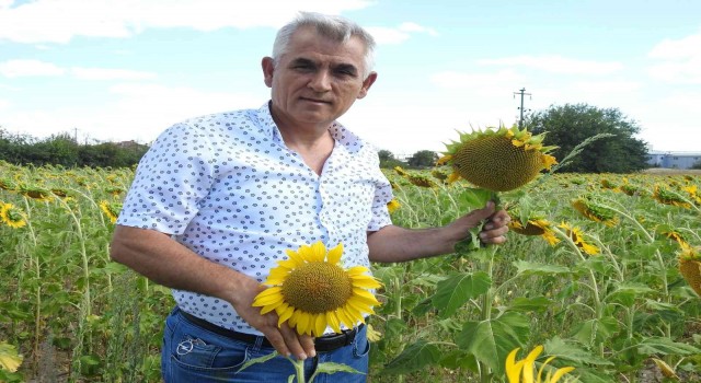 Ayçiçeği hasadına haftalar kala Prof. Dr. Kaya, Yeşil ot canavarı diyerek büyük tehlikeye ve verim kaybına dikkat çekti