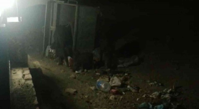 Aydında domuzlar tatil sitesini bastı