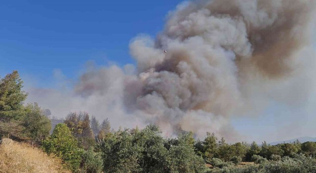 Aydında orman yangınına havadan ve karadan müdahale ediliyor