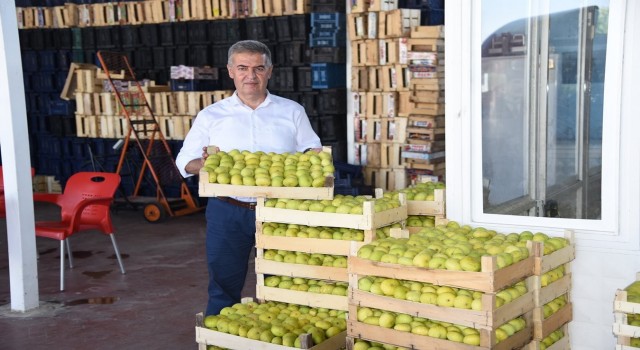 Aydında taze incirde hasat sezonu başladı