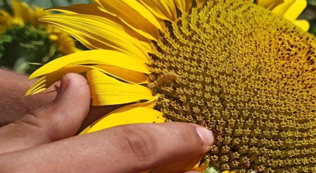 Bafrada ayçiçeği tarlalarında tırtıl görüldü